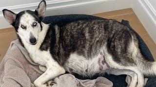 My Pregnant Husky Is Going Into Labor!