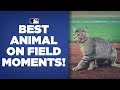 Best ANIMAL ON FIELD moments of the 2021 season! (Cats on field a Yankee Stadium and Coors Field!)