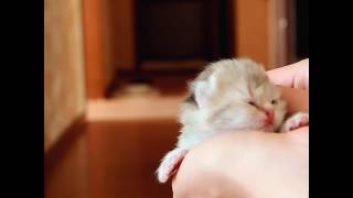 Маленького котенка ворует кошка Маленького котенка ворует кошка