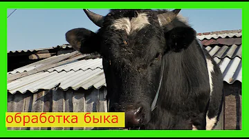 Большой, агрессивный бык-производитель кидается на фермера !