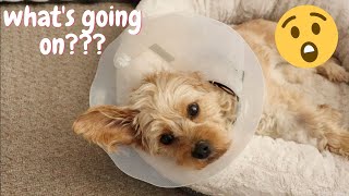 Cavapoo's Spay Surgery MOST UNEXPECTED Results