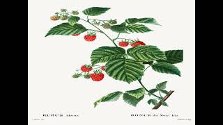 Momento Malum Today Episode 114 Raspberry Genetics