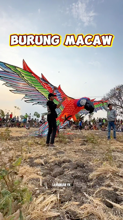 Layangan Unik Burung Macaw #layangan
