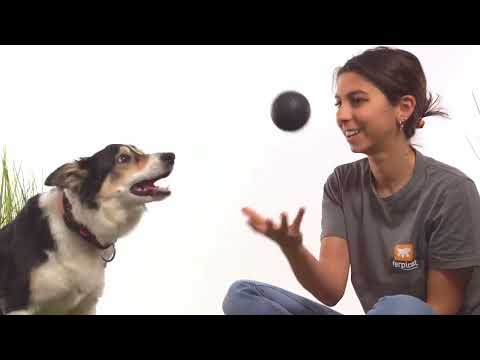 Инновационная игрушка мяч для собак Ferplast CHEWA BOING