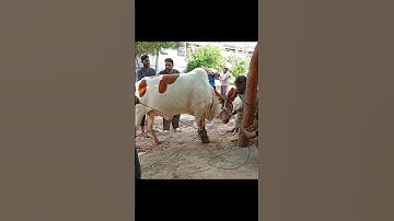 Dangerous Cow💔—Qurbani Video Part 2 | Ali Zafar Balaghal Ula Bi Kamaalihi #fy #viral #news #trending
