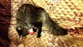 Кошка мейн-кун 5 лет - играет как котенок Кошка мейн-кун 5 лет - играет как котенок