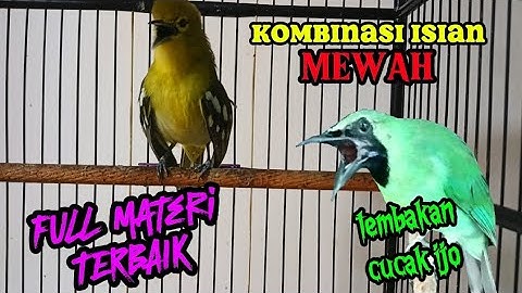 Kombinasi Suara Sirtu terbaik,dengan materi mewah.cocok untuk masteran.