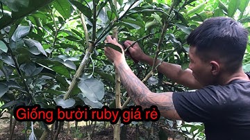 Bưởi Ruby Choai,cơ sở cung cấp giống bưởi ruby uy tín/Thang bom vlog,ghép cải tạo Bưởi Ruby