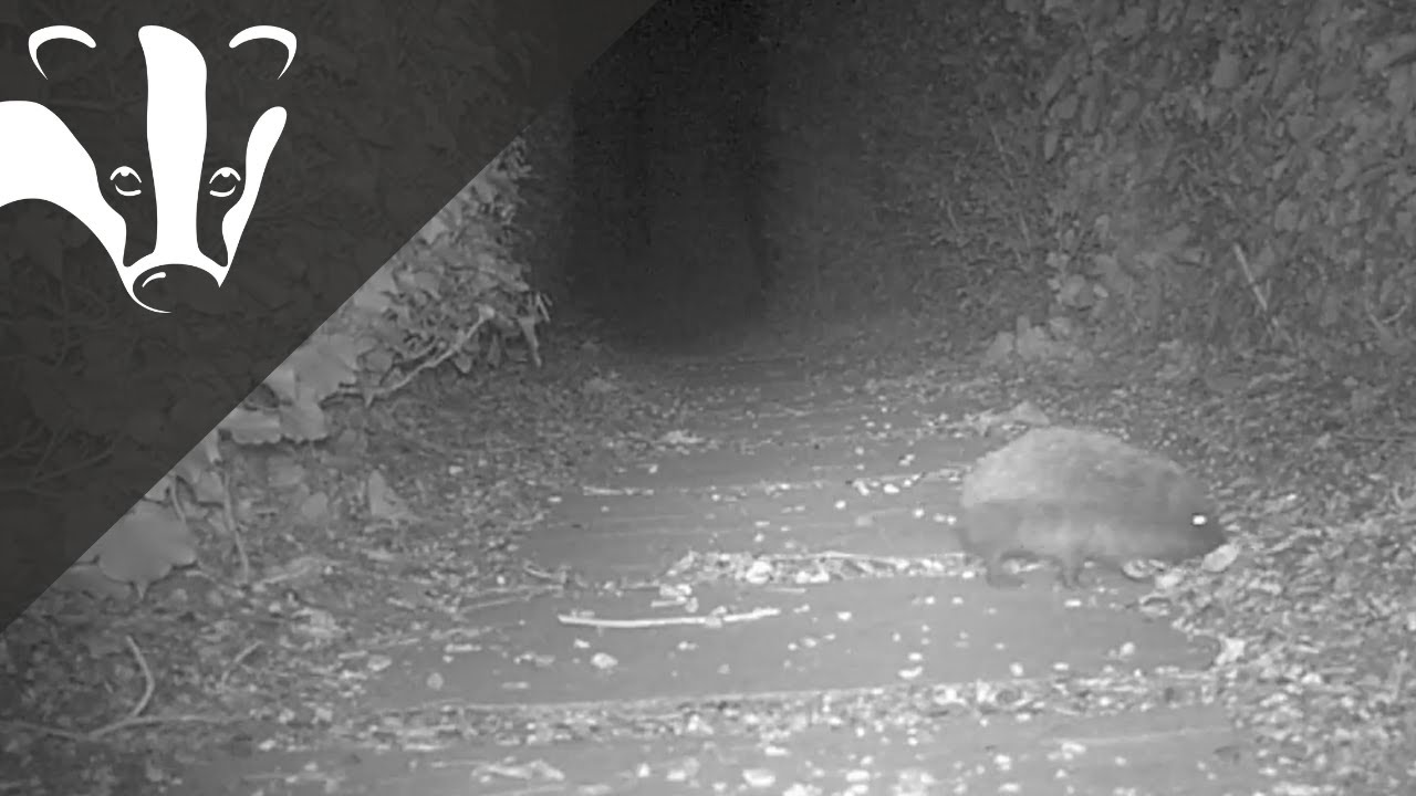 Help Hedgehogs in the Heat YouTube