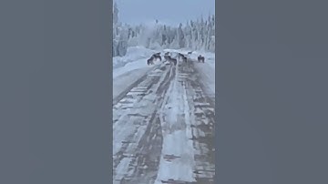 Surprised By Pack Of Wolves