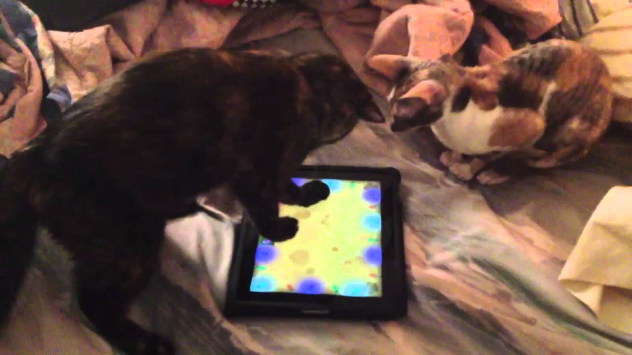 Game for cats iPad YouTube