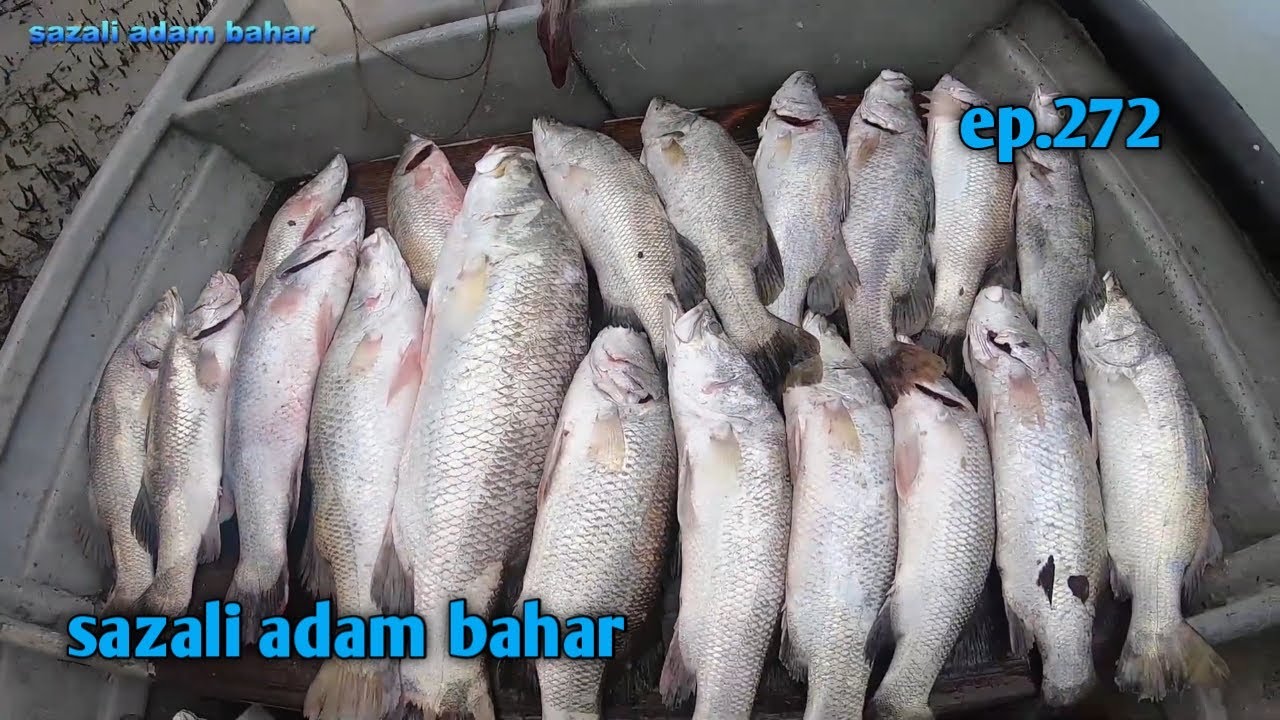 Hasil siakap padu allhamdullillah ep.272