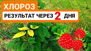 Хлороз малины результат обработки за 2 дня