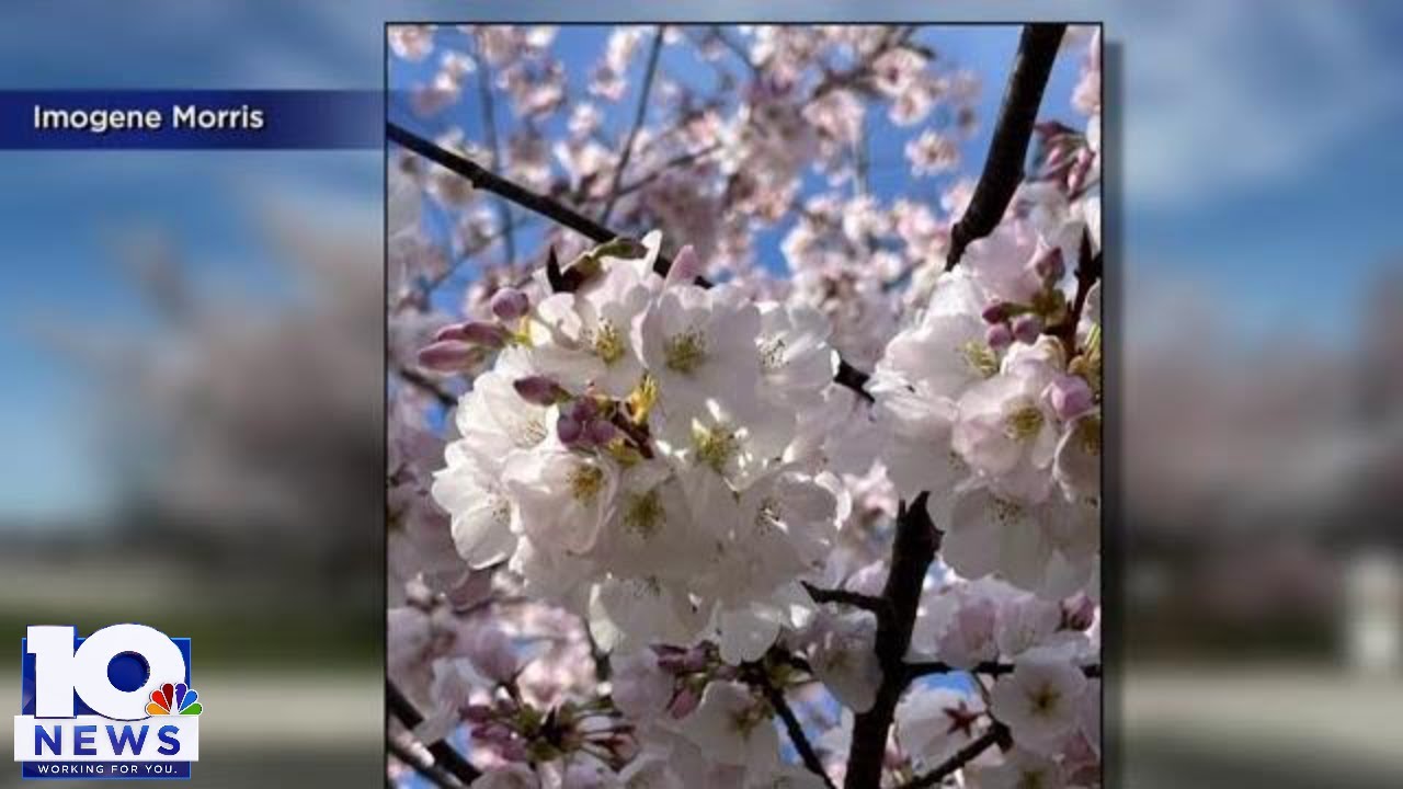 PHOTOS: Cherry trees bloom at National D-Day Memorial