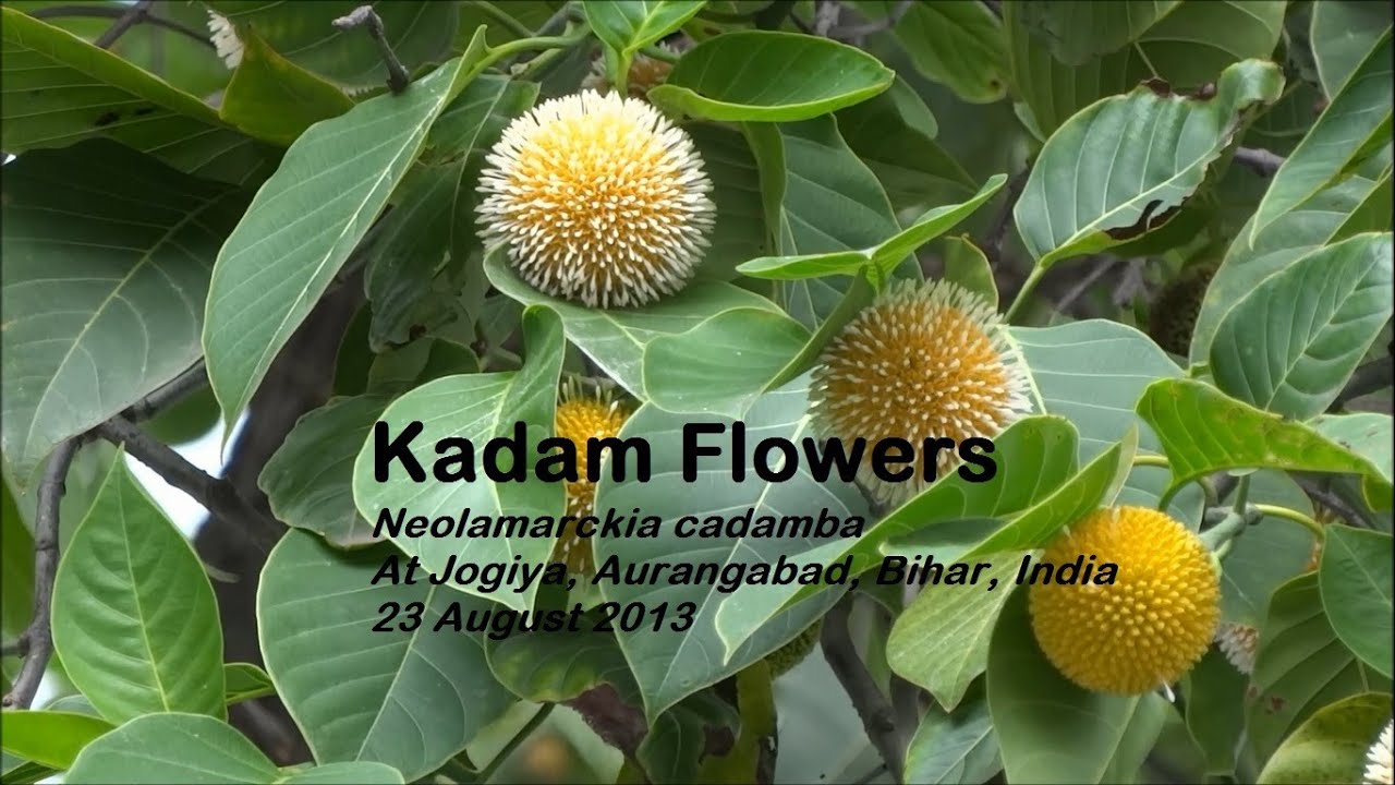 Kadam Flowers, India YouTube