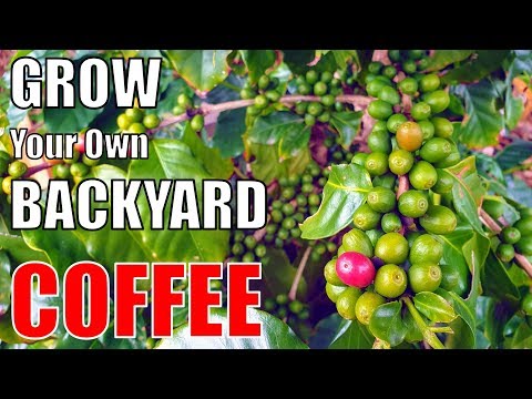วีดีโอ: ข้อมูล Kentucky Coffeetree: เรียนรู้เกี่ยวกับการปลูกต้นกาแฟในรัฐ Kentucky