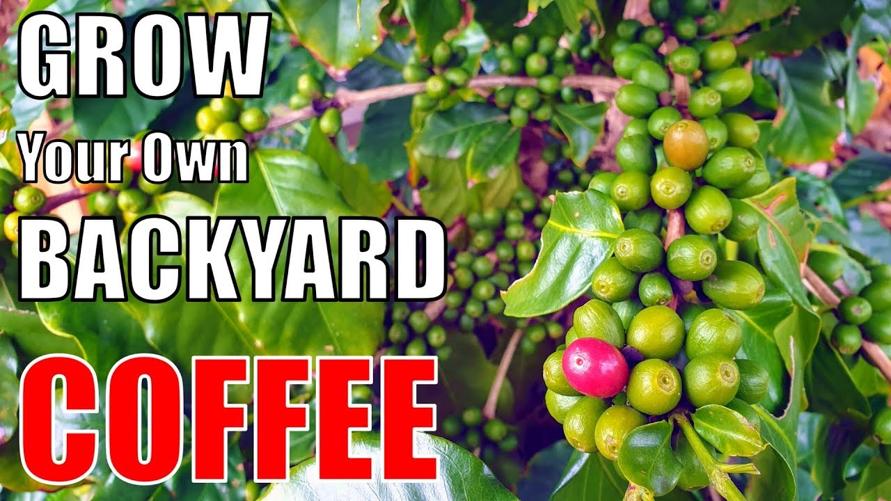 Growing a Backyard Coffee Bush - YouTube