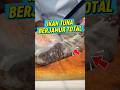 Ikan Tuna berjamir dari Jepang. #faktaunik #kuliner