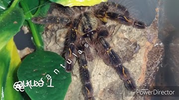 DIY terrestrial display enclosures