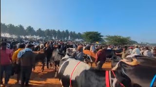 Cow Market Chintamani Largest Dairy Cows &amp; Calf Market in Karnataka 14th Dec 2025 #hfcow #heifercalf