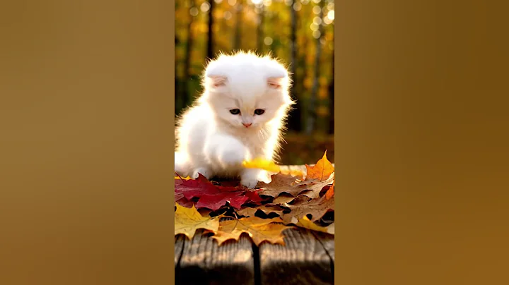 Watch the video about White Persian Kitten Collecting Autumn Leaves 🍂 #cats #shorts