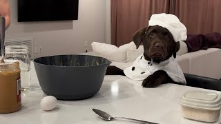 LABRADOR PUPPY MAKES HIS OWN DOG TREATS!! HILARIOUS! by Woodford The Chocolate Lab 7,725 views 4 months ago 4 minutes, 21 seconds
