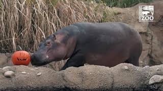 Hippo Fiona and Other Animals Playing with Pumpkins  Cincinnati Zoo