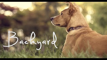 "Backyard" // Color Grading // GH4 v-log