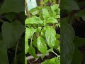 मुझे तो 3 बार पानी तुलसी को देना पड़ रहा है #tulsiplanttips #tulsiplant #plantcaretips #greenplant