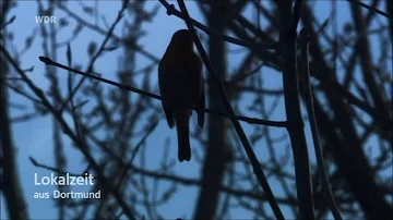 Welcher Vogel pfeift mitten in der Nacht?