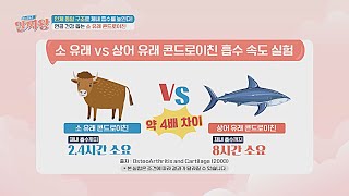 높은 체내 흡수율! 연골 건강 돕는 소 유래 콘드로이친👍🏻 | TV정보쇼 알짜왕 367회 | JTBC 240502 방송