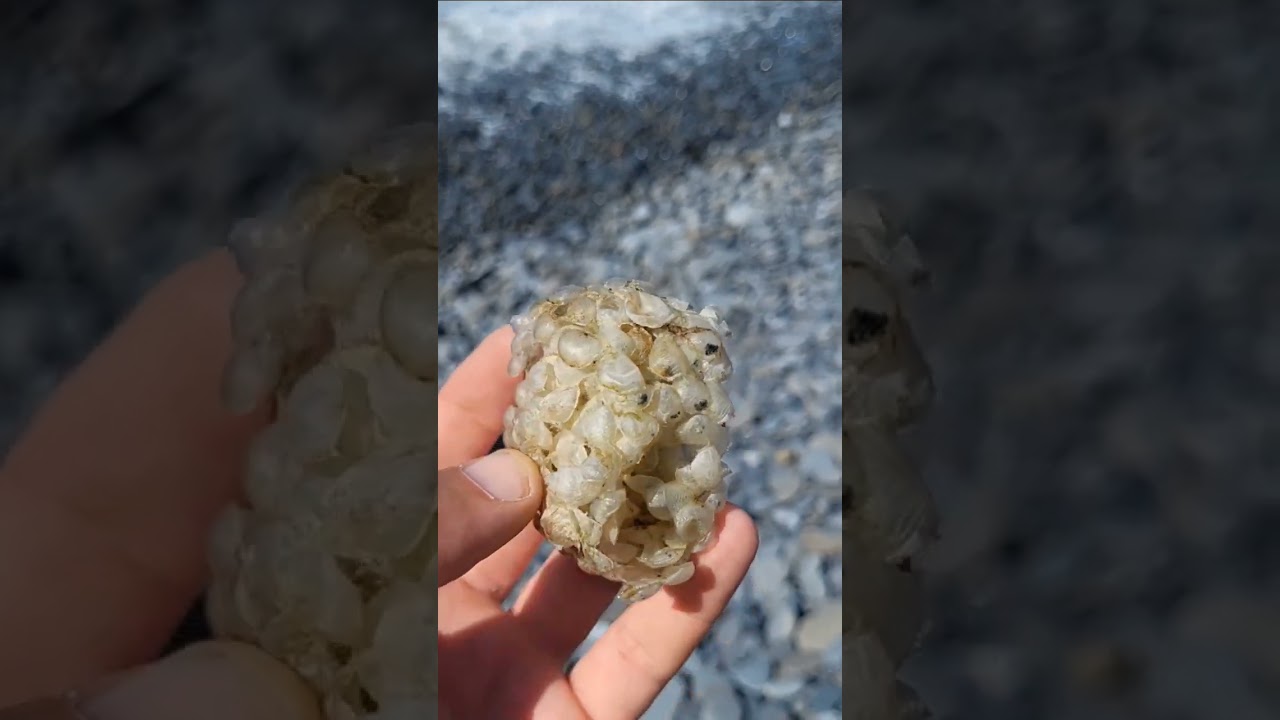 Egg cases from a Common Whelk sometimes referred to as "Washballs"