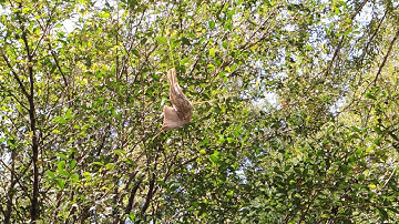 bird caught in spider web
