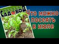 Что можно посеять в июле