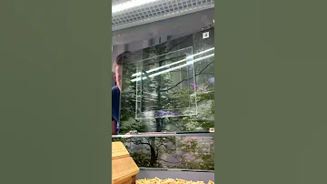 Террариум Джунгарских хомяков