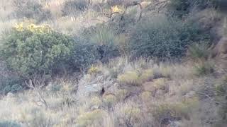 Bryans 2019 Coues Buck