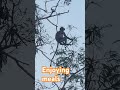 Monkey on a tree #youtubeshorts #nature #animallife #wildlife #nature #shortsfeed #animals
