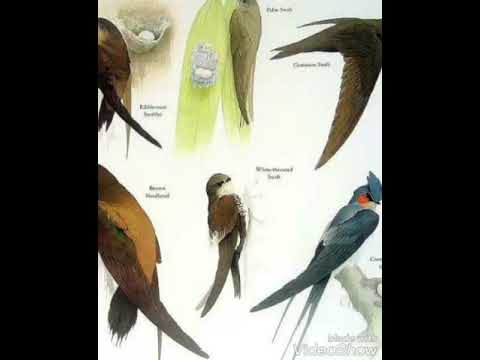 suara-panggil-walet-bagus-dan-terbukti