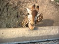 Giraffe wants a cracker