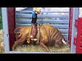 RODEO/Bull Riding/ Jaripeo de juguete / Toro deqube