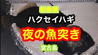 #18「台風のためしばらくお預け後の魚突きは30cmの○○ 電灯潜り(夜の素潜り)」魚突き初心者　宮古島　竹ヤス130cm