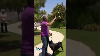 Never doubt Cesar Millan’s skills! #shorts