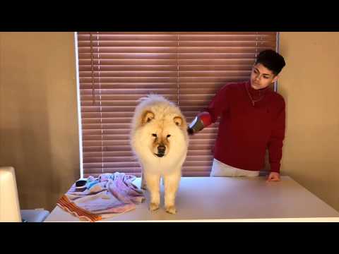 CHOW CHOW - Care Guide