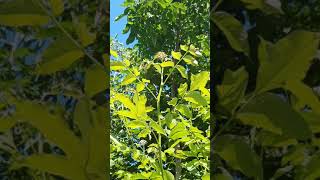 Güzel Bir Ikindi Ezanı Kesidi - Murat Şahin Hoca