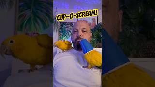 Golden Conures are…interesting. #parrot