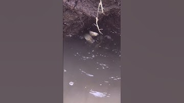 Cá rô dâm ục như nước cơm sôi _trên cánh đồng lúa chín nước cạn #tandangsb #tdsb