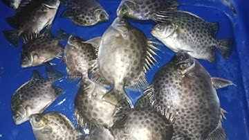 Câu Cá Nâu Ngày Nước Kém /Cá ăn giựt Không Kịp || Cảng VeDan Gò Dầu Mỹ Xuân