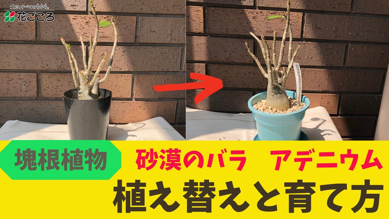 塊根植物 アデニウム植え替えと育て方 ポイント Youtube