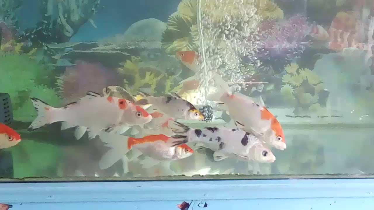  ikan  koi  di aquarium  dengan air yang bening YouTube