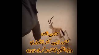 يصيد الغزال بيدهـ - خالد الفيصل - من خصائص عنود الصيد كثر الطواري وعادة الظبي يجفل لتحرك ظلاله